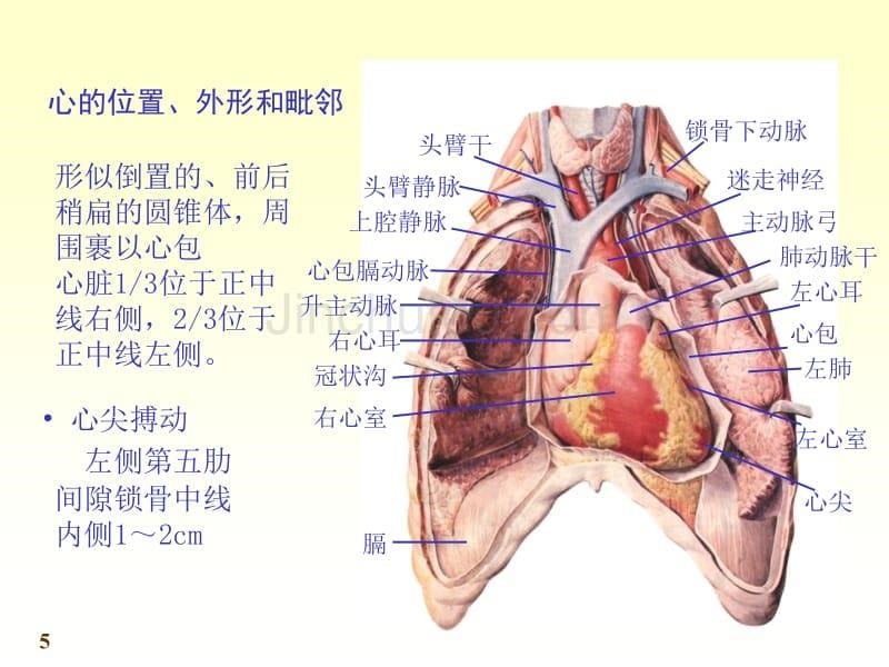 脉管系统概述及心血管ppt课件_第5页