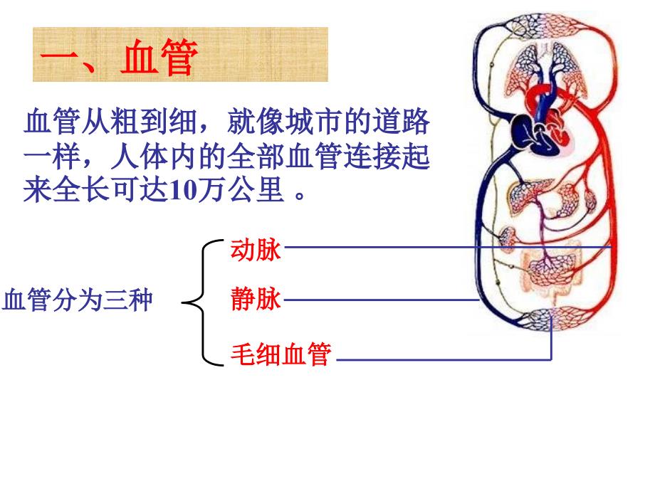 七年级生物血管课件_第3页