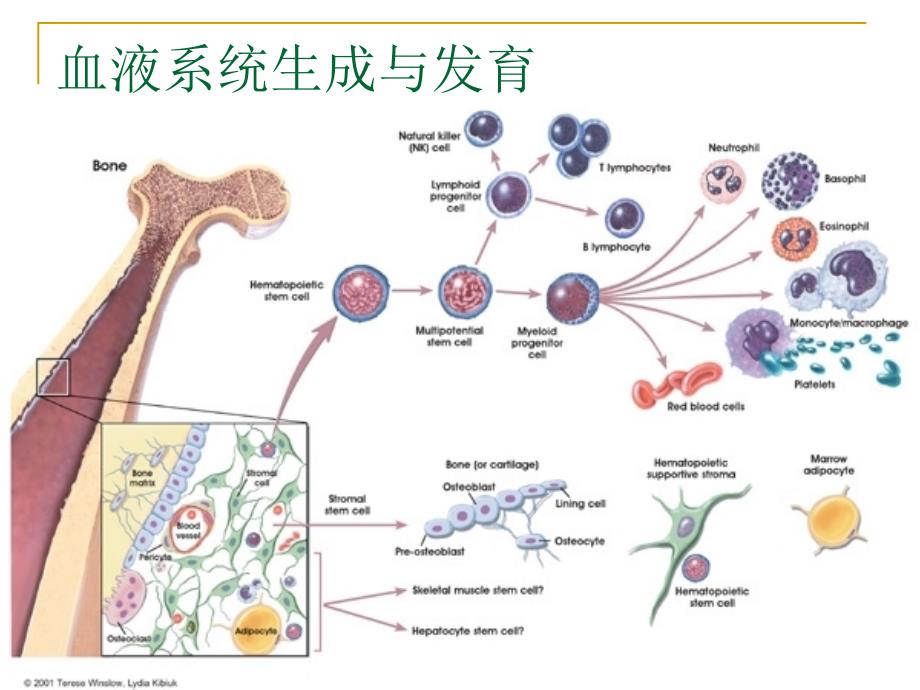 贫血ppt课件_第4页