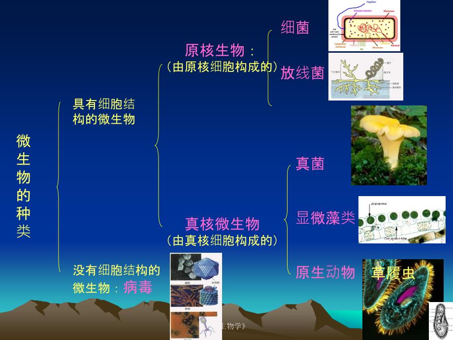 微生物学的发展1_第4页