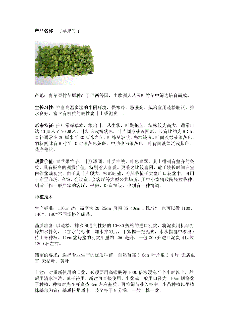 青苹果竹芋的栽培技术与养护_第1页