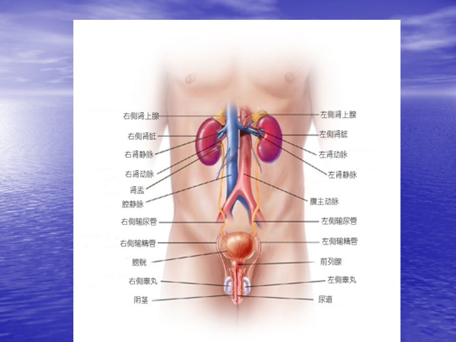 前列腺炎课件_第4页