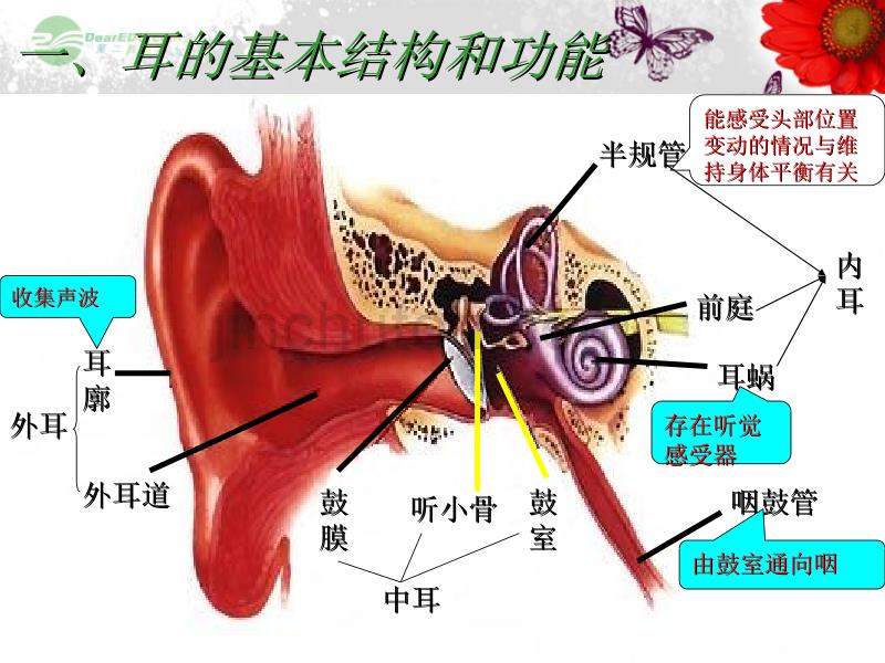 广东省仁化县周田中学七年级生物下册 第十二章 人体的自我调节 第二节  (第二课时)课件 北师大版_第3页