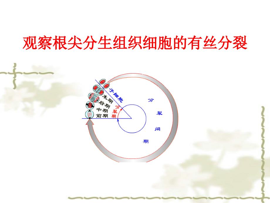 有丝分裂的归纳及根尖有丝分裂实验_第2页