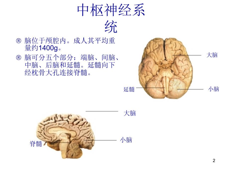 偏瘫并发症的处理ppt课件_第2页