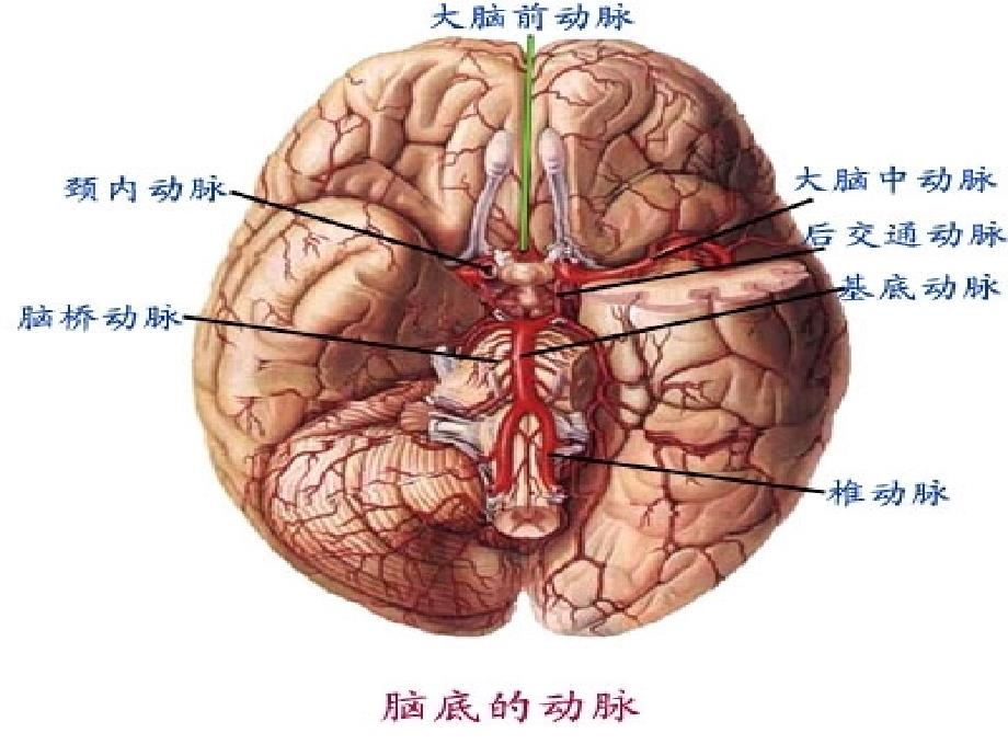 偏瘫并发症的处理ppt课件_第3页