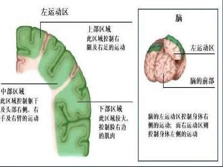 偏瘫并发症的处理ppt课件_第5页