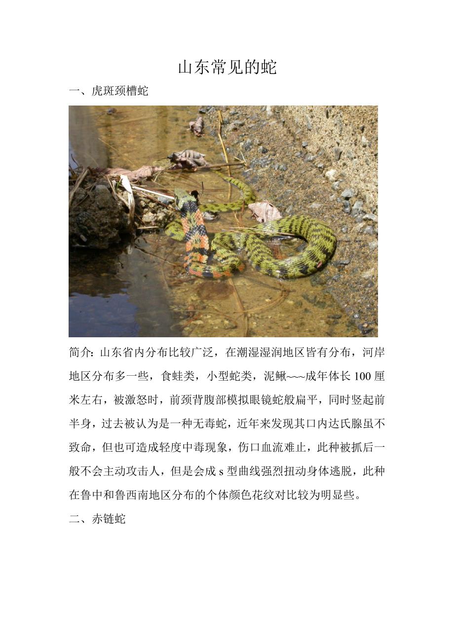 珍藏-山东常见的蛇类_第1页