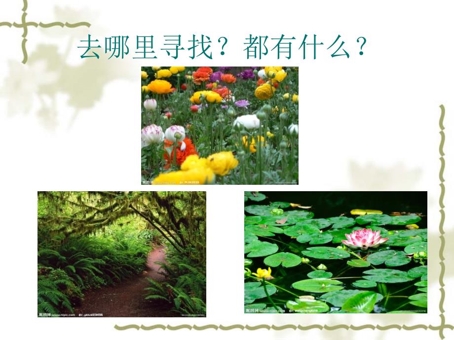 冀教版三年级上课件《寻找动物和植物》_第3页