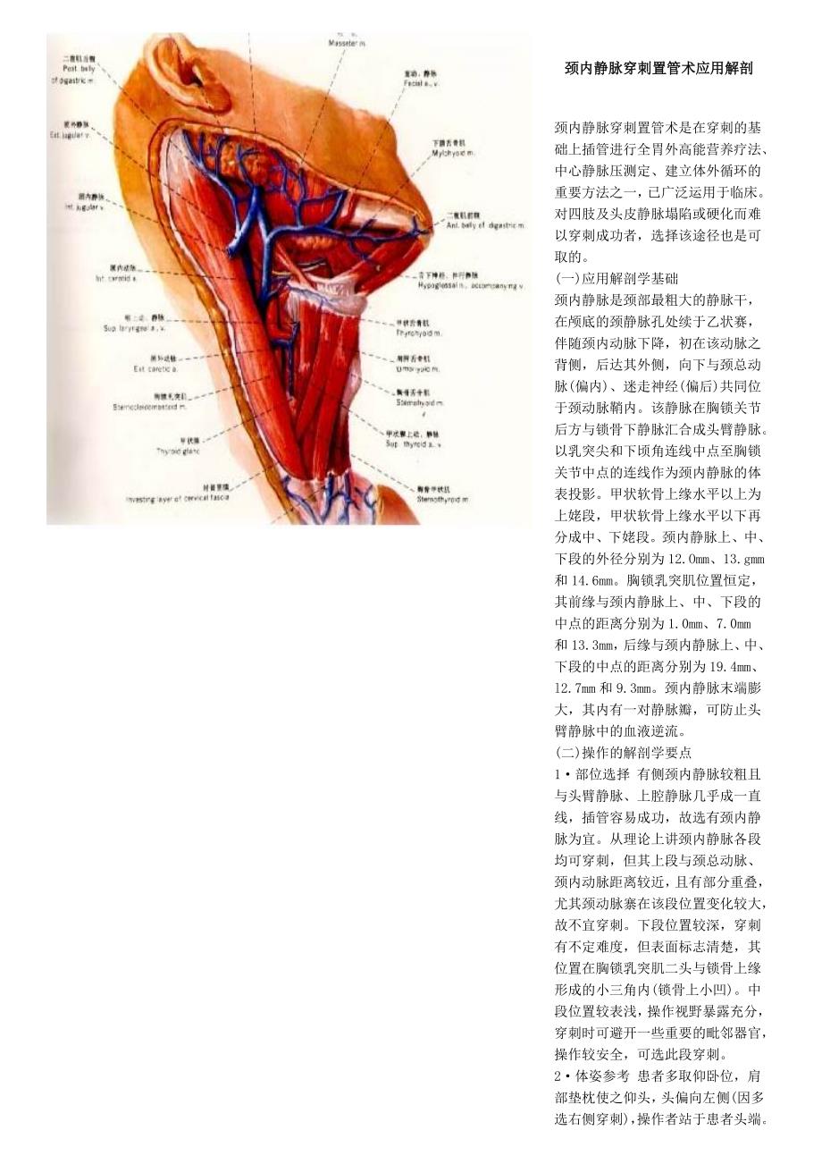颈内静脉穿刺的应用解剖11_第1页