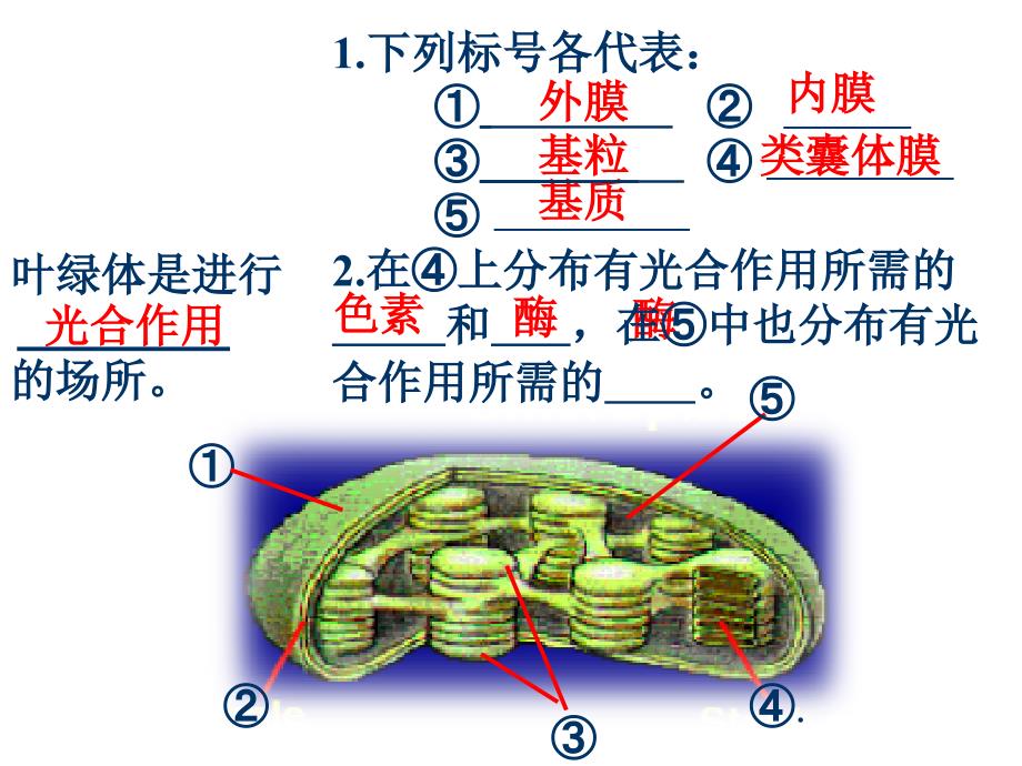 《光合作用过程》_第3页