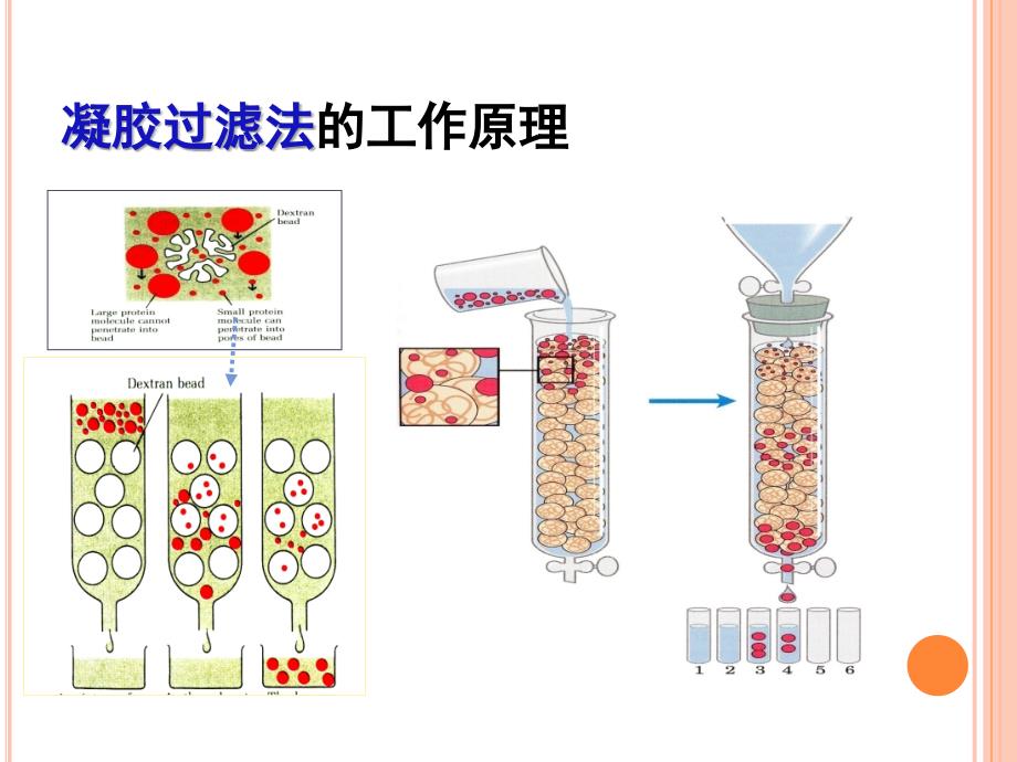 生物工程下游技术第九章 凝胶过滤及离子交换层析介质_第4页