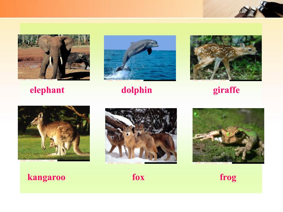 八年级英语上册 Unit4《Wild animals》Vocabulary同步授课课件 牛津译林版_第2页
