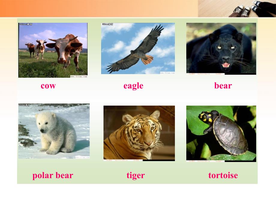 八年级英语上册 Unit4《Wild animals》Vocabulary同步授课课件 牛津译林版_第3页