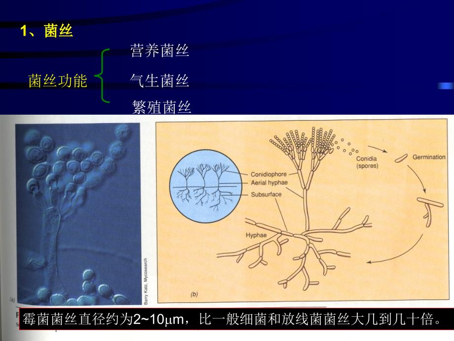 (一)什么是霉菌_第4页