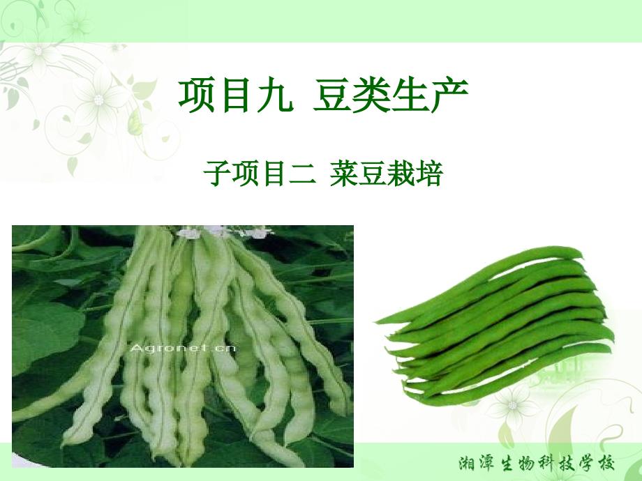 蔬菜生产技术232菜豆栽培_第1页