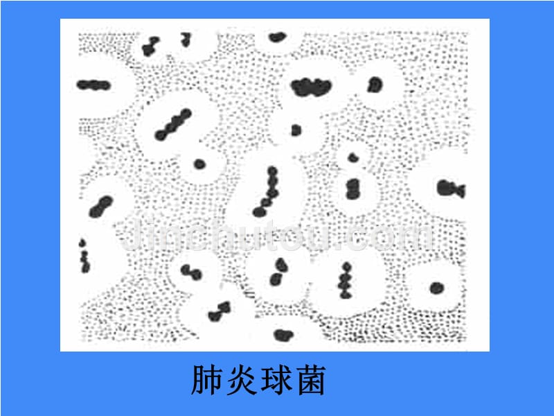 细菌的控制和利用_第4页