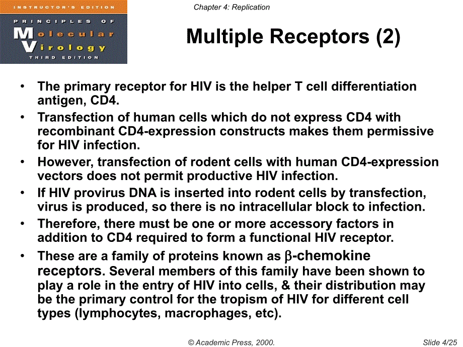 武大生科病毒学PPT (7)_第4页