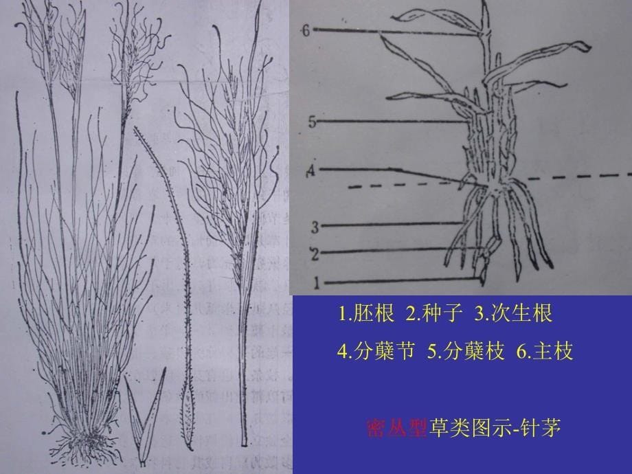 羊草及其它禾草有性繁殖研究进展(2)_第5页