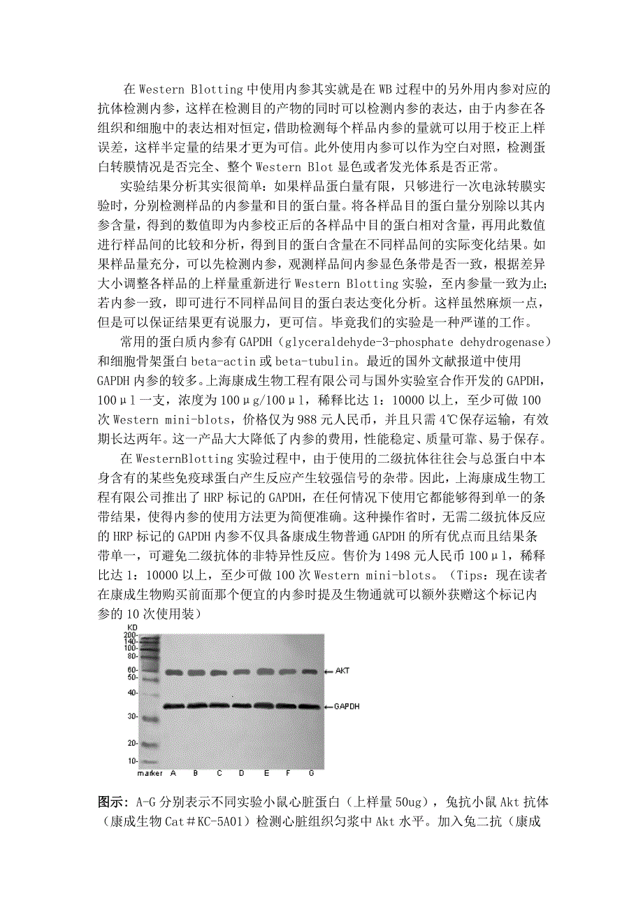 Western Blot中为何要做内参_第2页