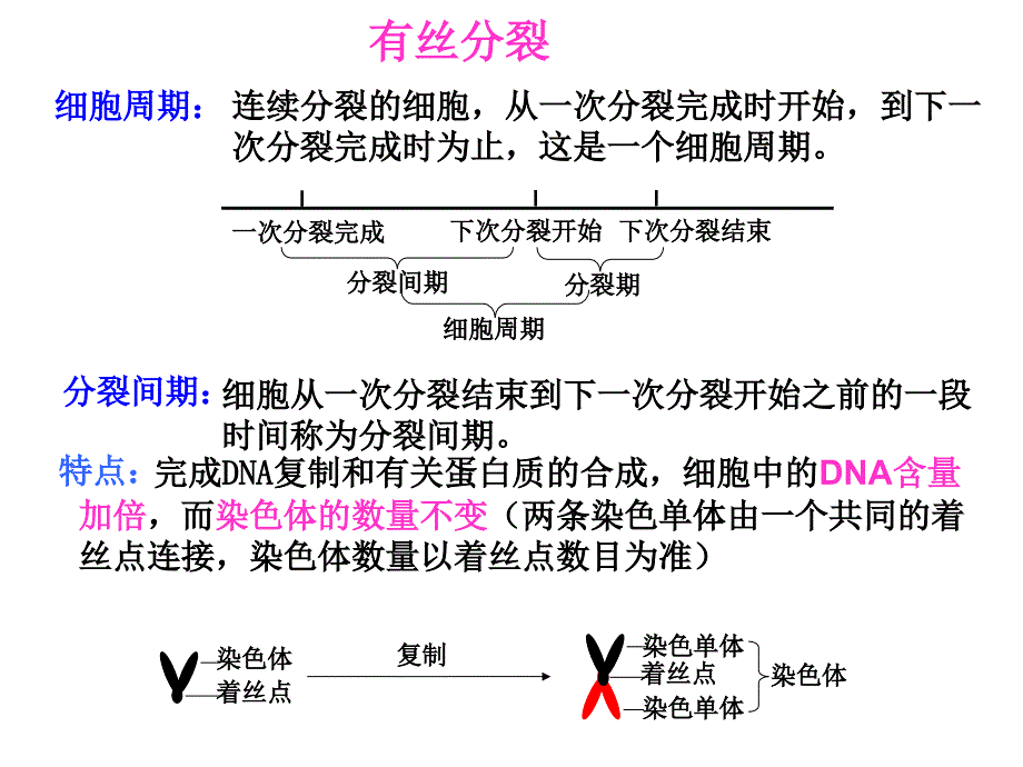 有丝分裂04838_第2页