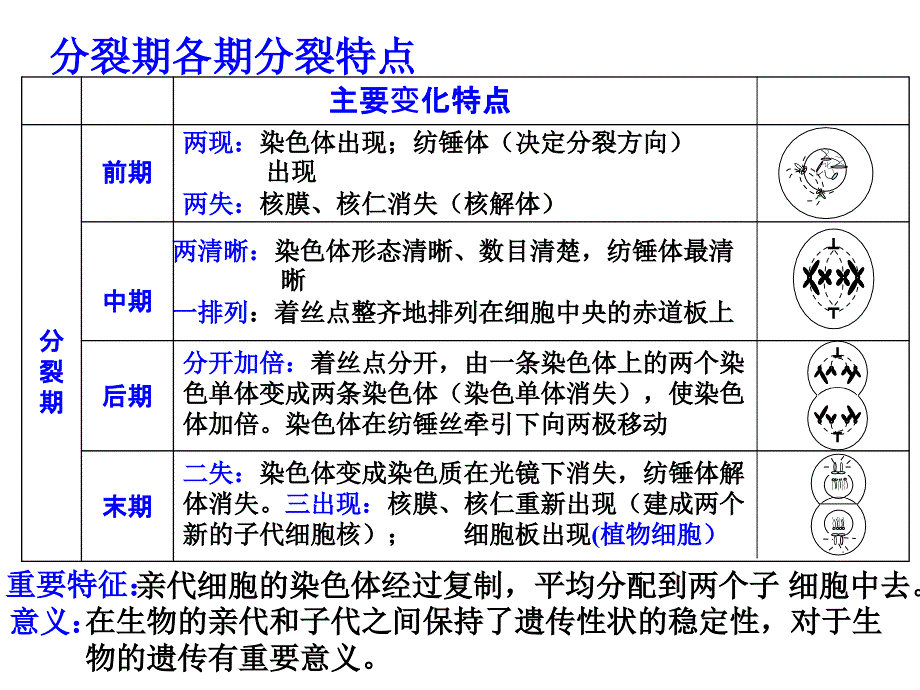 有丝分裂04838_第3页