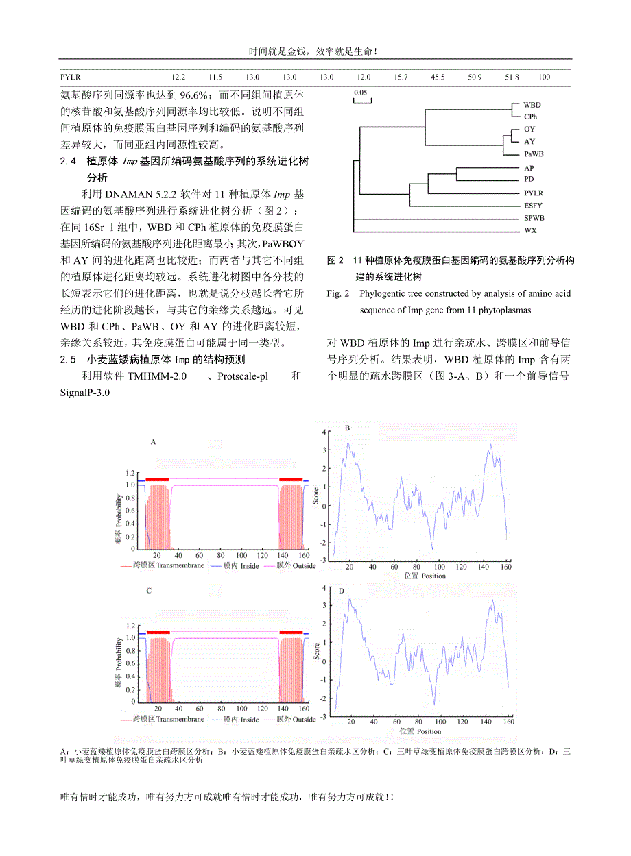 小麦蓝矮植原体免疫膜蛋白（imp）基因的克隆和分子特性分析_第4页