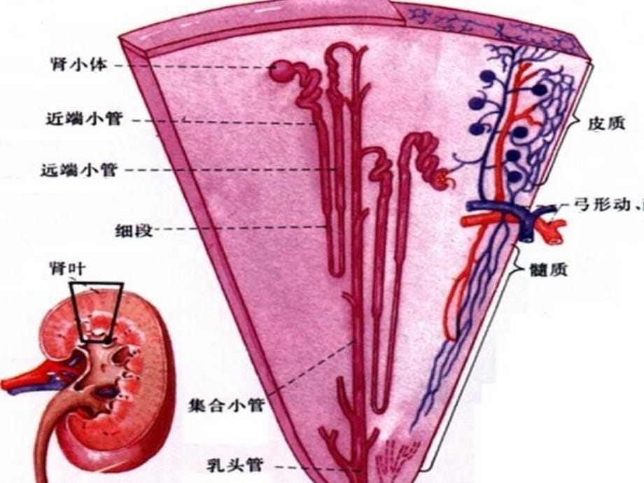 肾病七年制_第5页