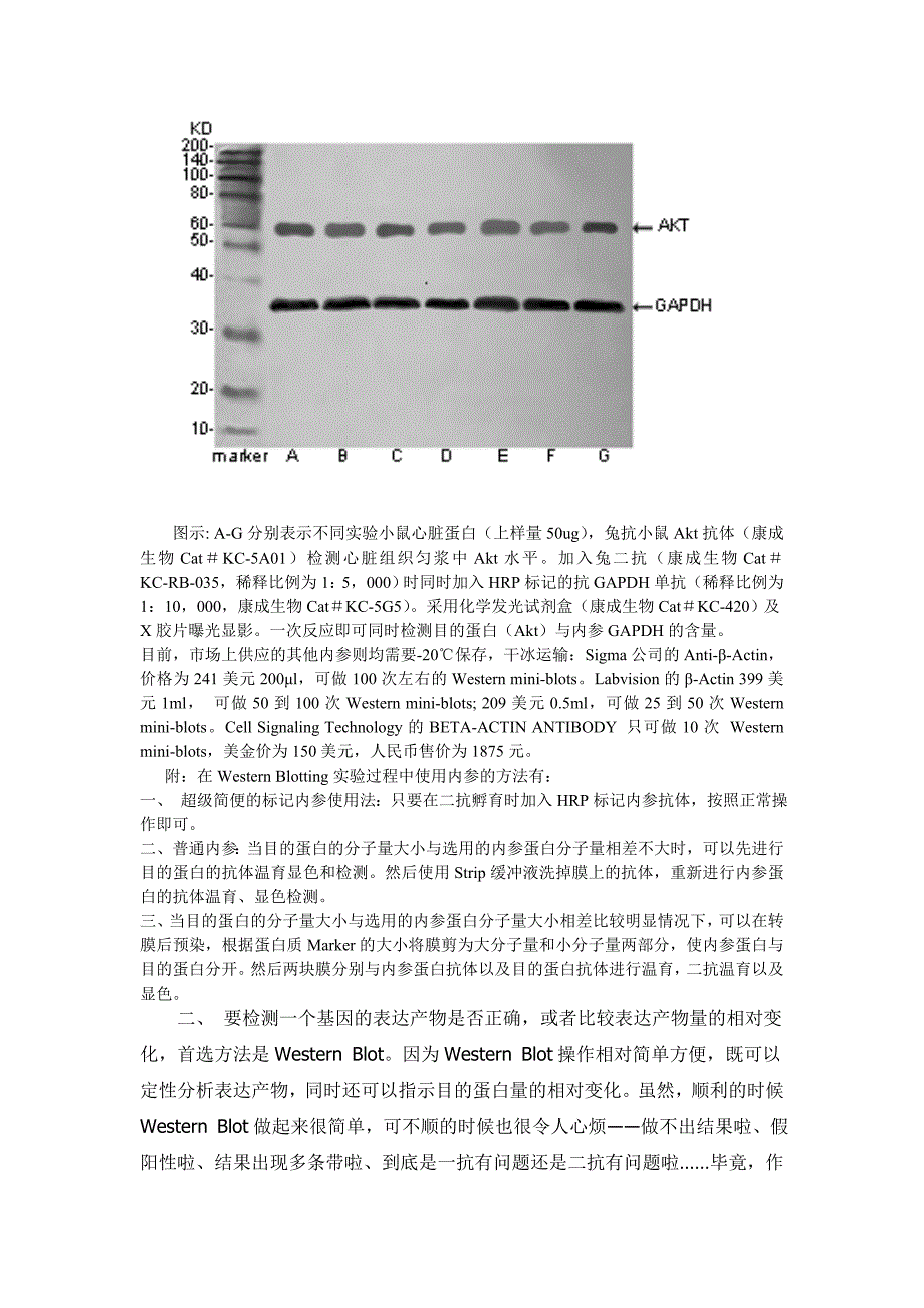 Western Blot为什么必须要用内参_第3页