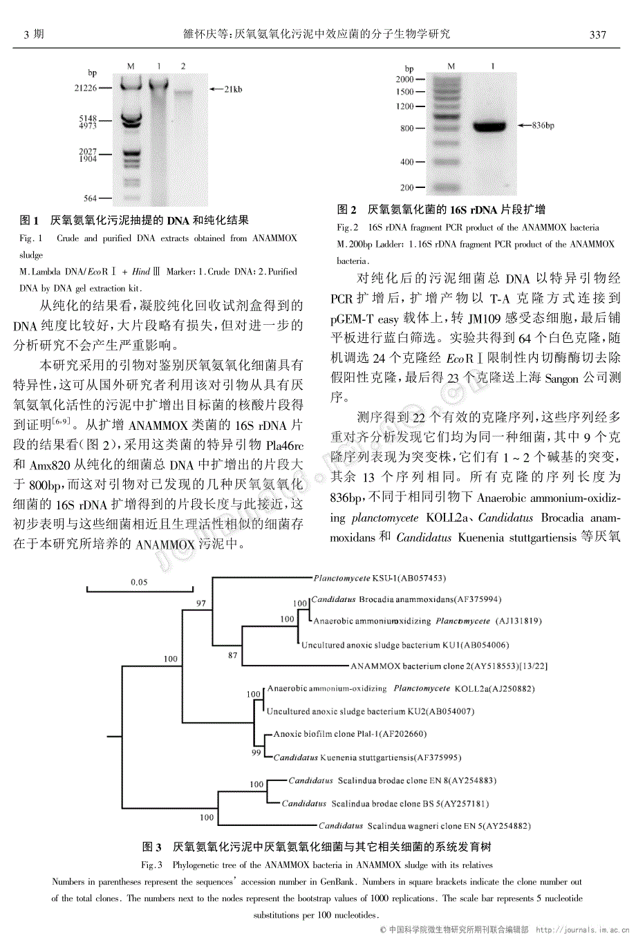 厌氧氨氧化污泥中效应菌的分子生物学研究_第3页