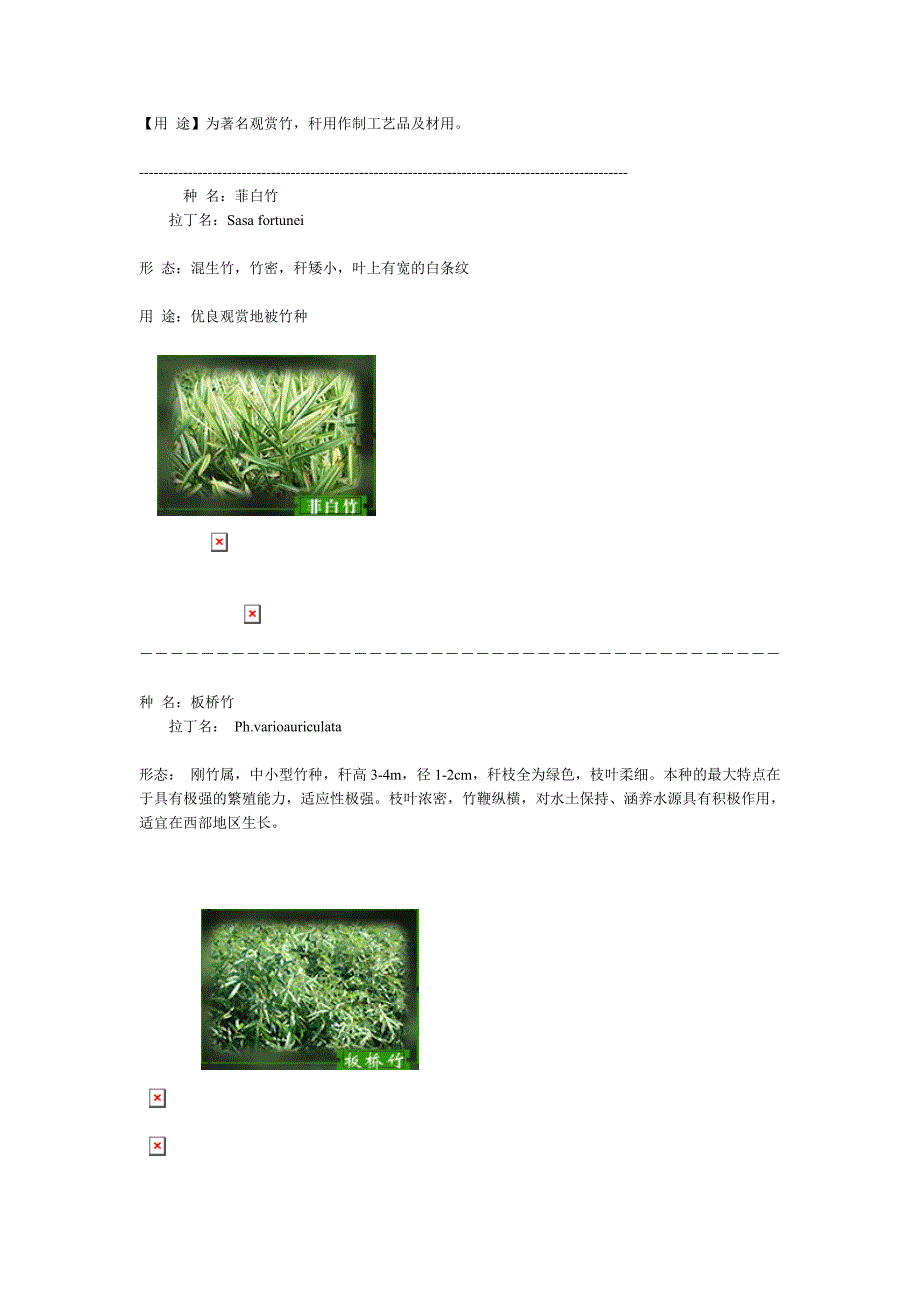 竹子分类图片介绍_第2页
