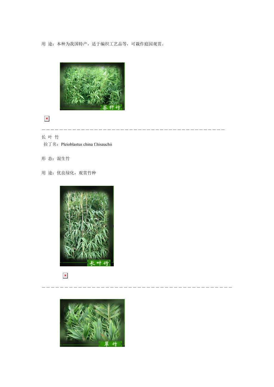 竹子分类图片介绍_第4页