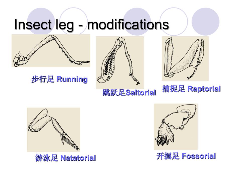 动物生物学 12. 节肢动物门(2)，4课时_第3页