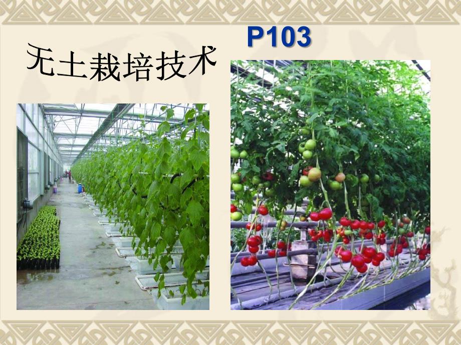 10植物生长需要水和无机盐【PPT】_第3页