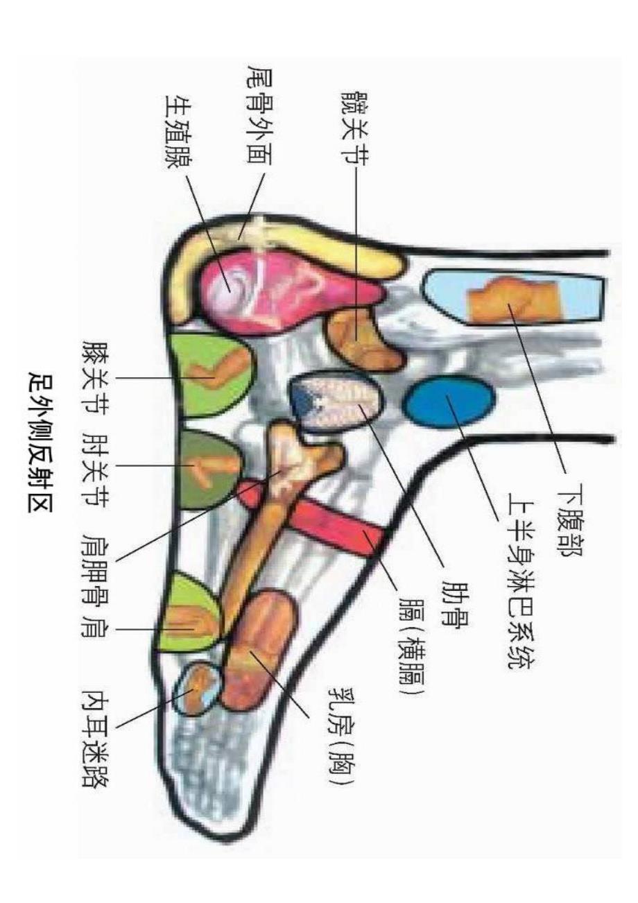 足底反射图(整反侧)_第3页