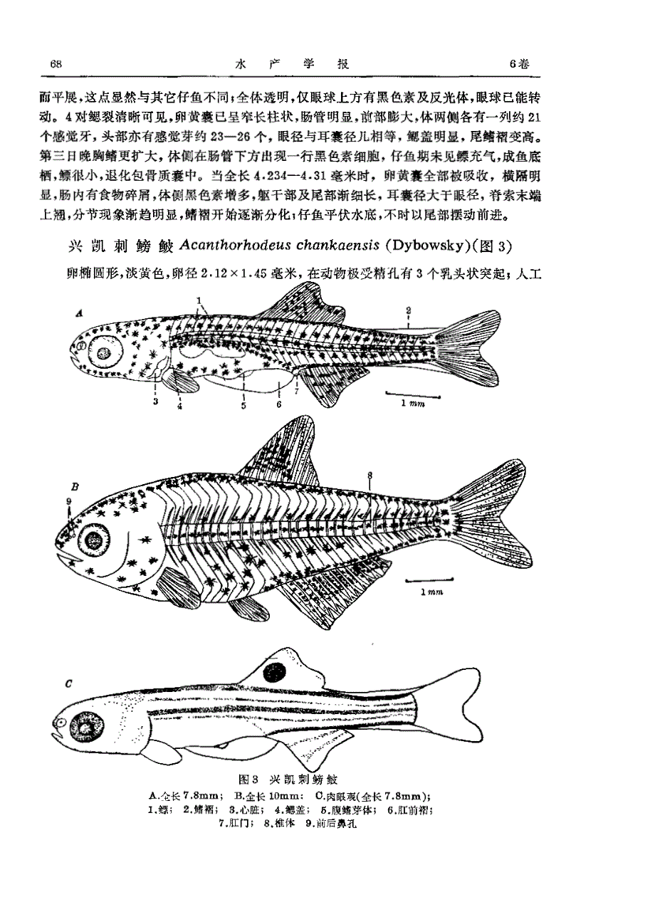 种鱼类仔鱼的形态观察_第4页