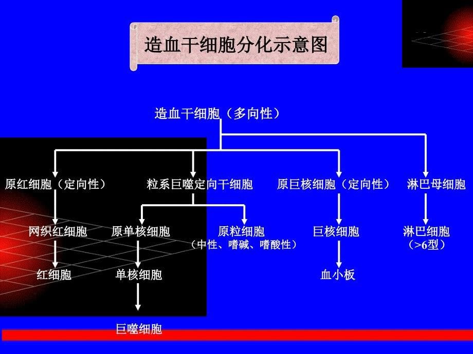 7-造血干细胞移植 治疗儿童白血病的进展_第5页