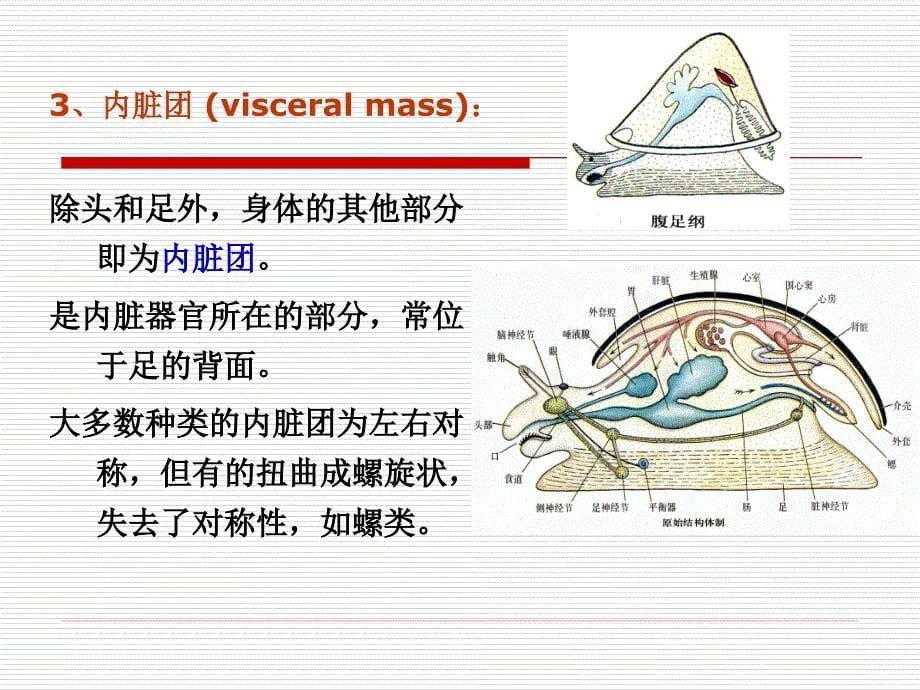 5第八章 浮游软体动物_第5页