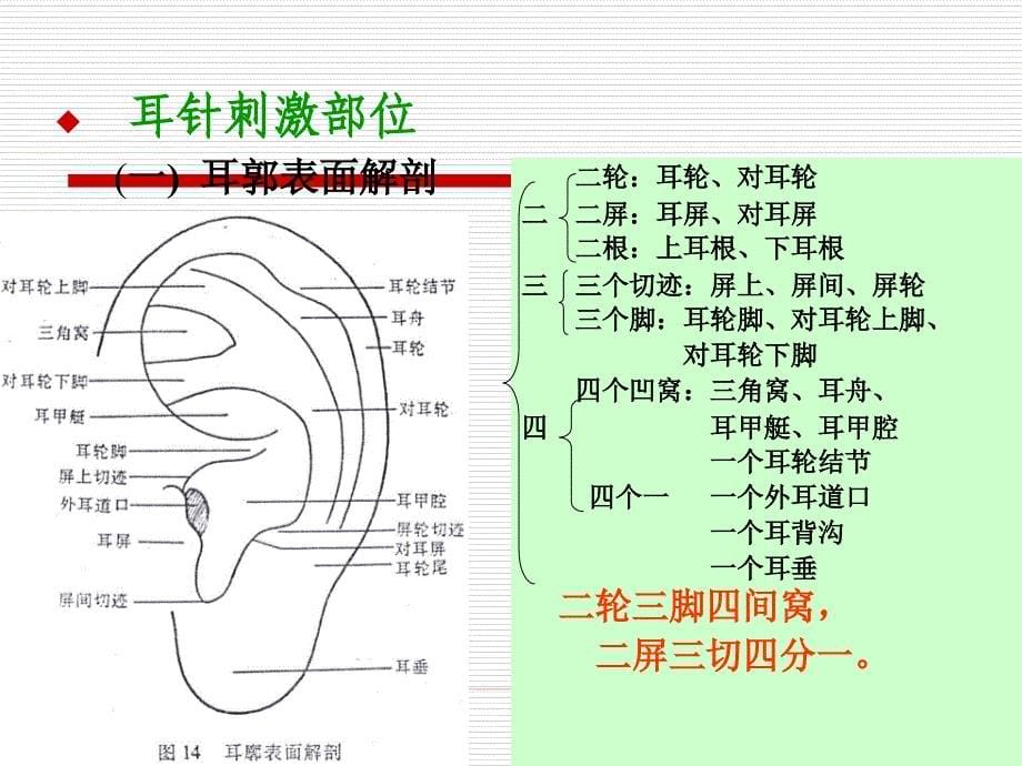 8第八章_耳针_头皮针_腕踝针_第5页