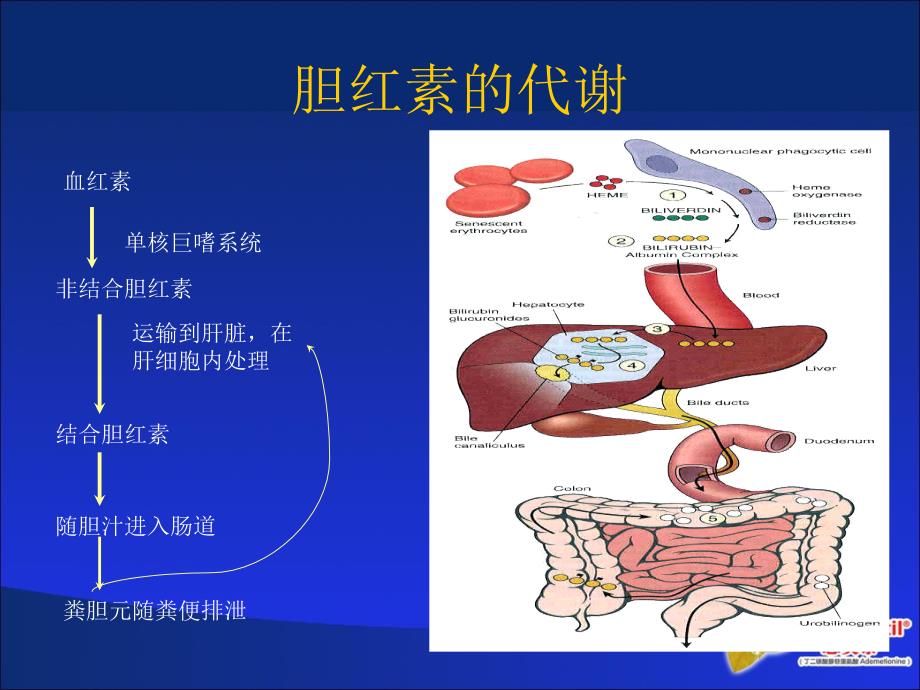 4-肝内胆汁淤积与黄疸2_第3页