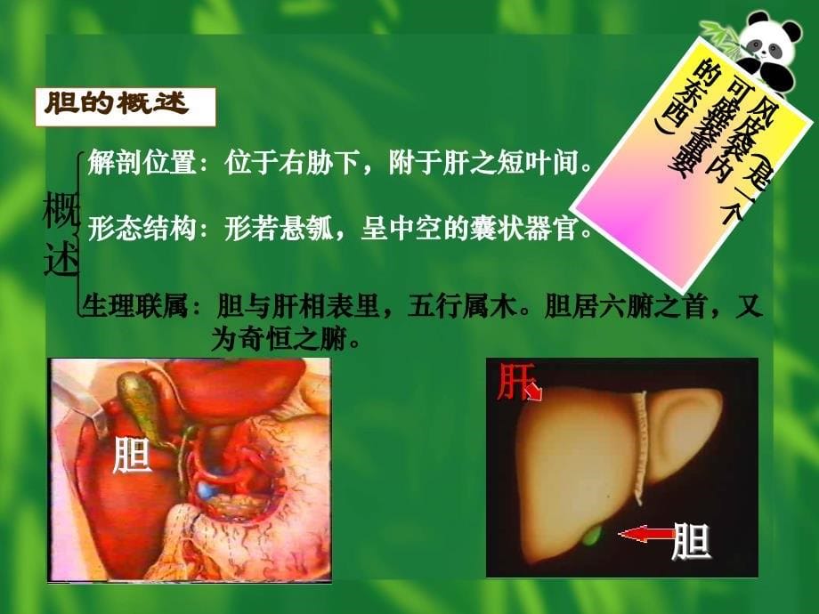 【医学ppt课件】六腑_第5页