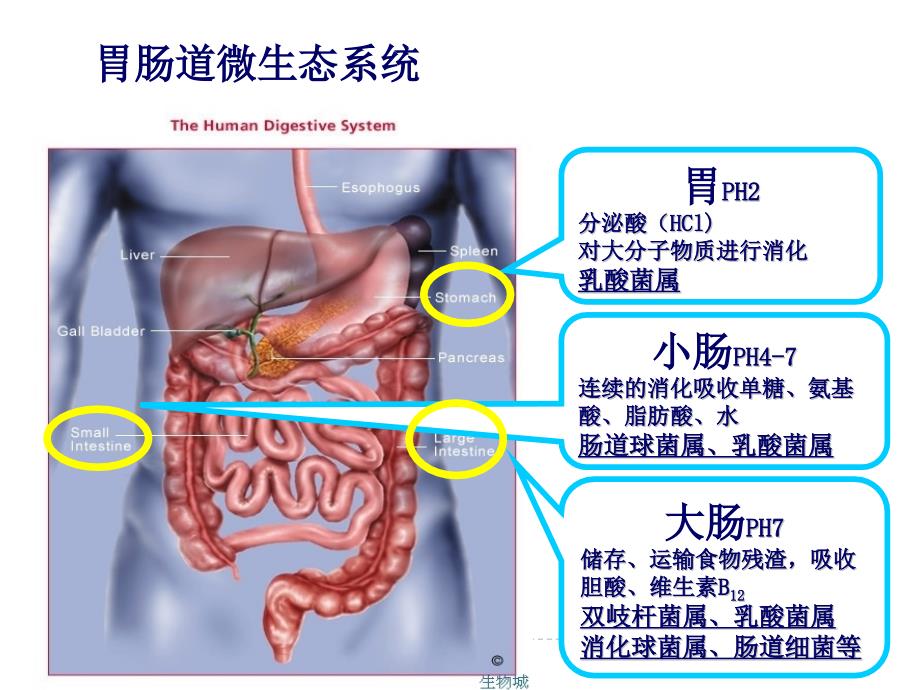 肠道微生态制剂在ICU中的应用PPT课件_第3页