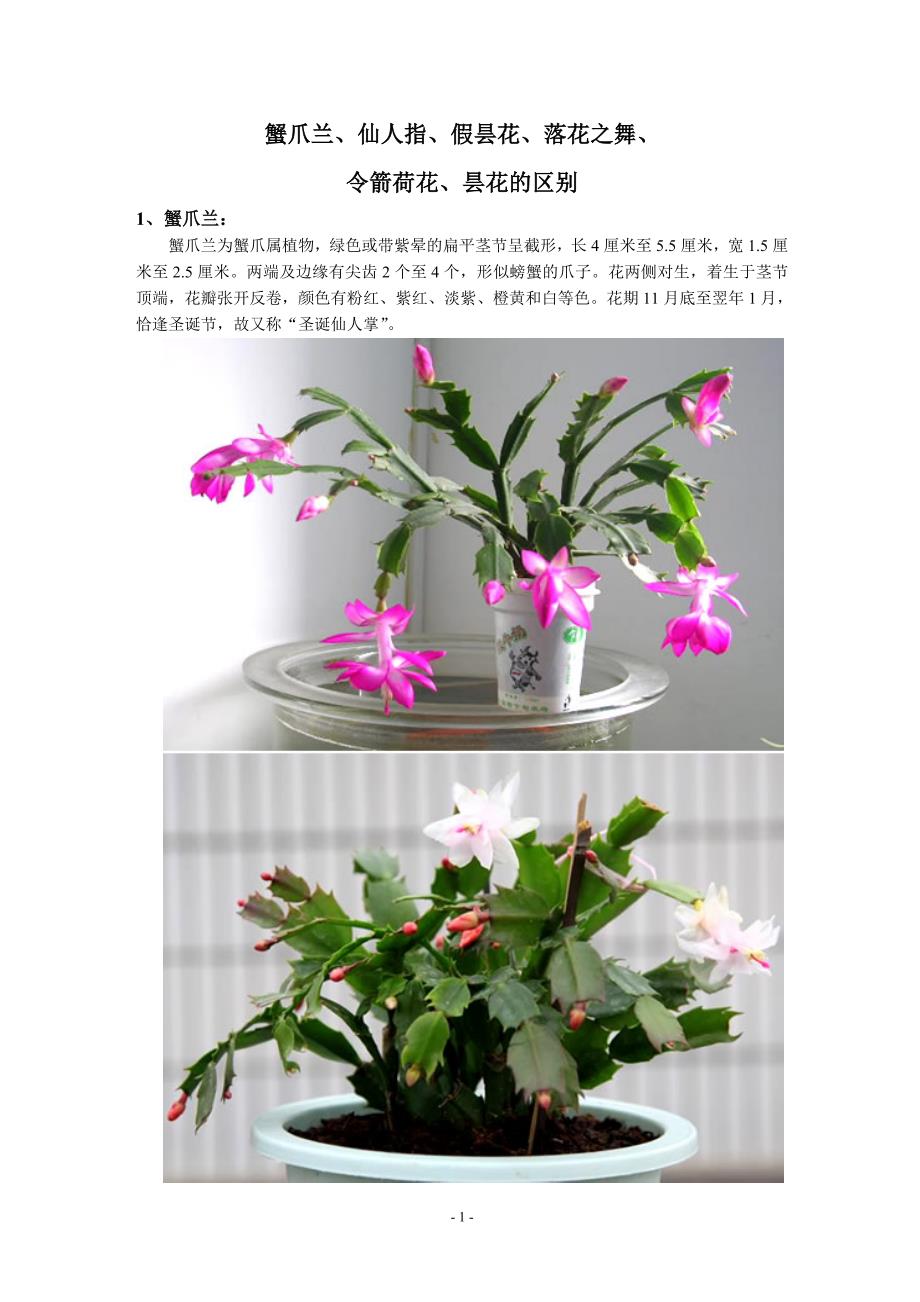 蟹爪兰仙人指假昙花令箭荷花昙花区别_第1页
