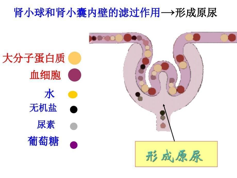 定陶县实验中学许巧兰_第5页