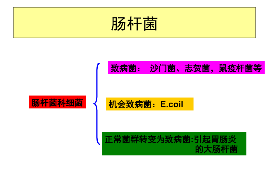 肠杆菌科 最新医学PPT_第4页