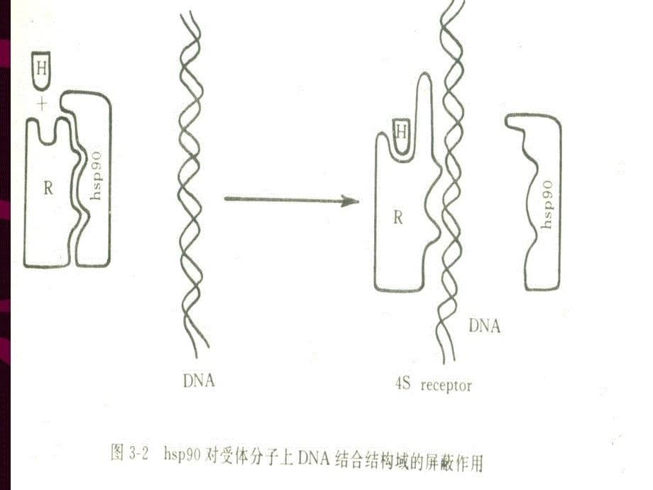 MP的临床应用_第5页