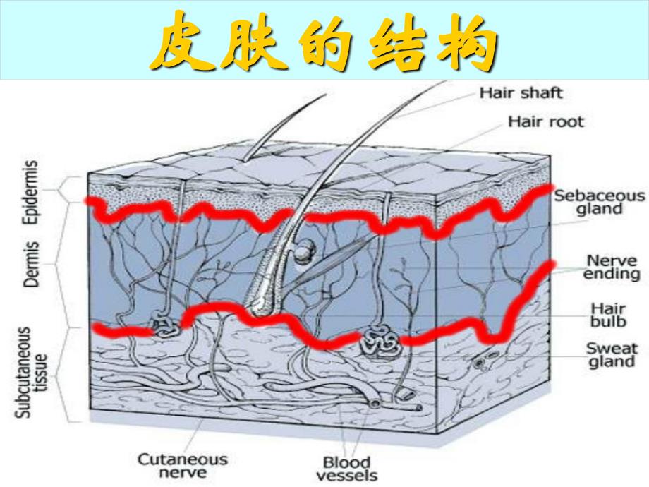 皮炎湿疹【医学课件ppt】_第2页