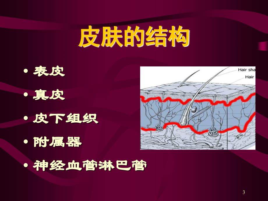 皮炎湿疹【医学课件ppt】_第3页