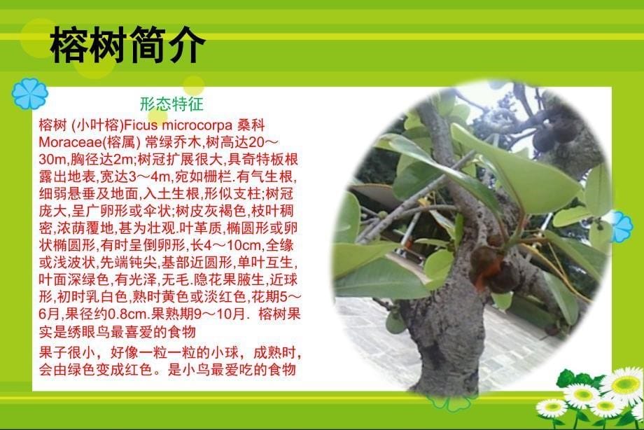 云南植物景观实习报告_第5页