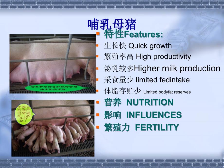 母猪7阶段饲养管理程序_第3页